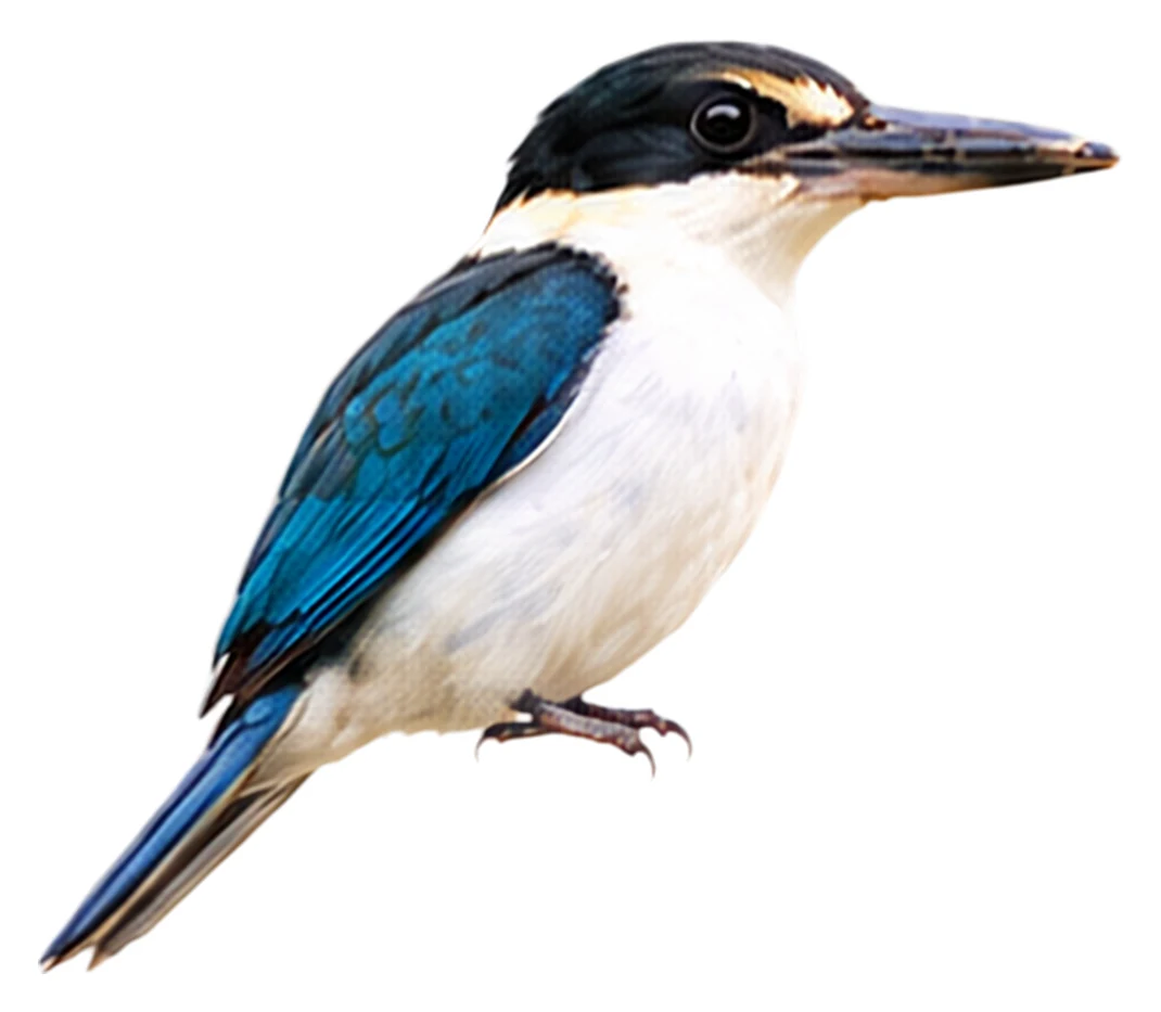 Islet Kingfisher · Original color inspiration