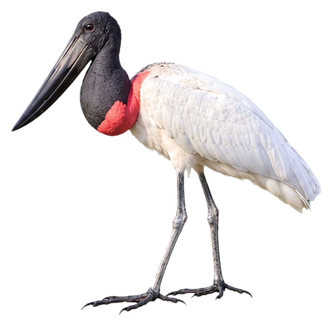 Jabiru · Original color inspiration