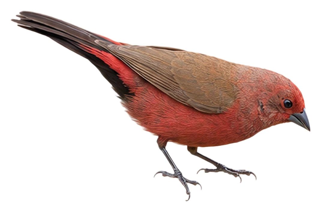 Jameson's Firefinch · Original color inspiration