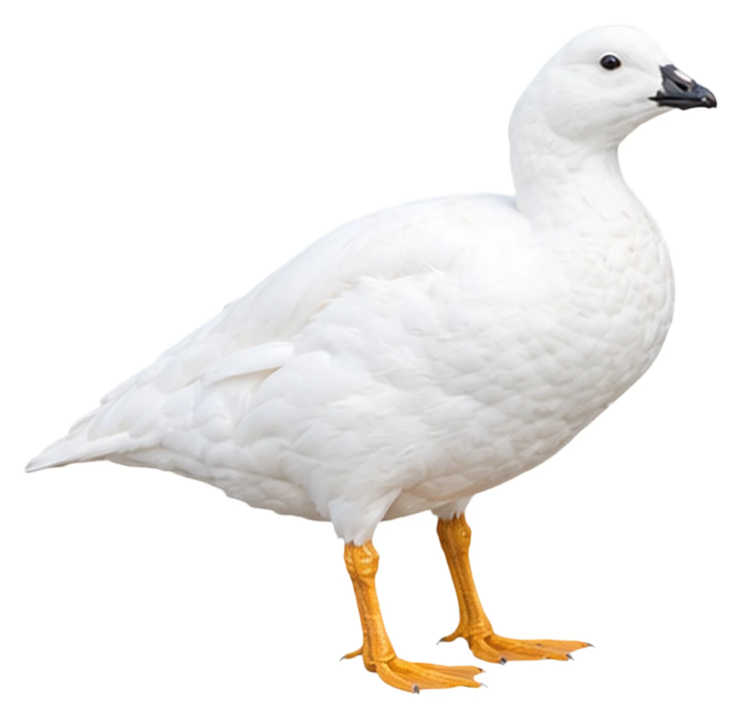 Kelp Goose · Original color inspiration