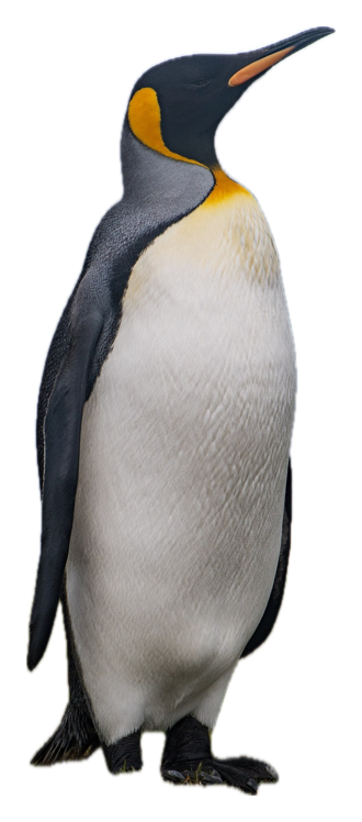 King Penguin · Original color inspiration