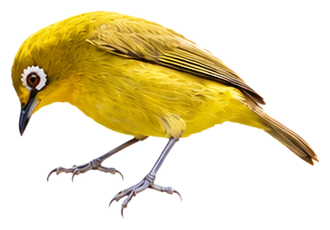 Kirk's White-eye · Original color inspiration