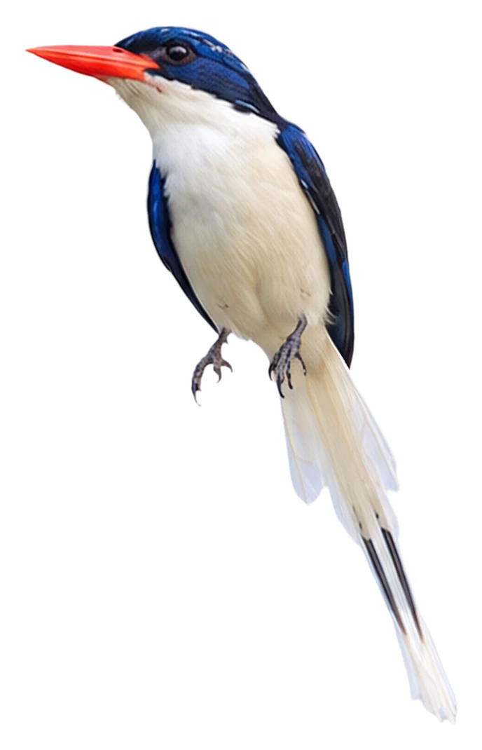 Kofiau Paradise Kingfisher · Original color inspiration