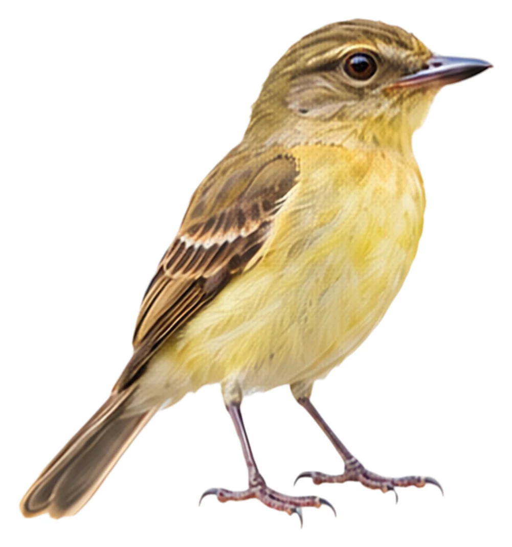 Large-headed Flatbill · Original color inspiration