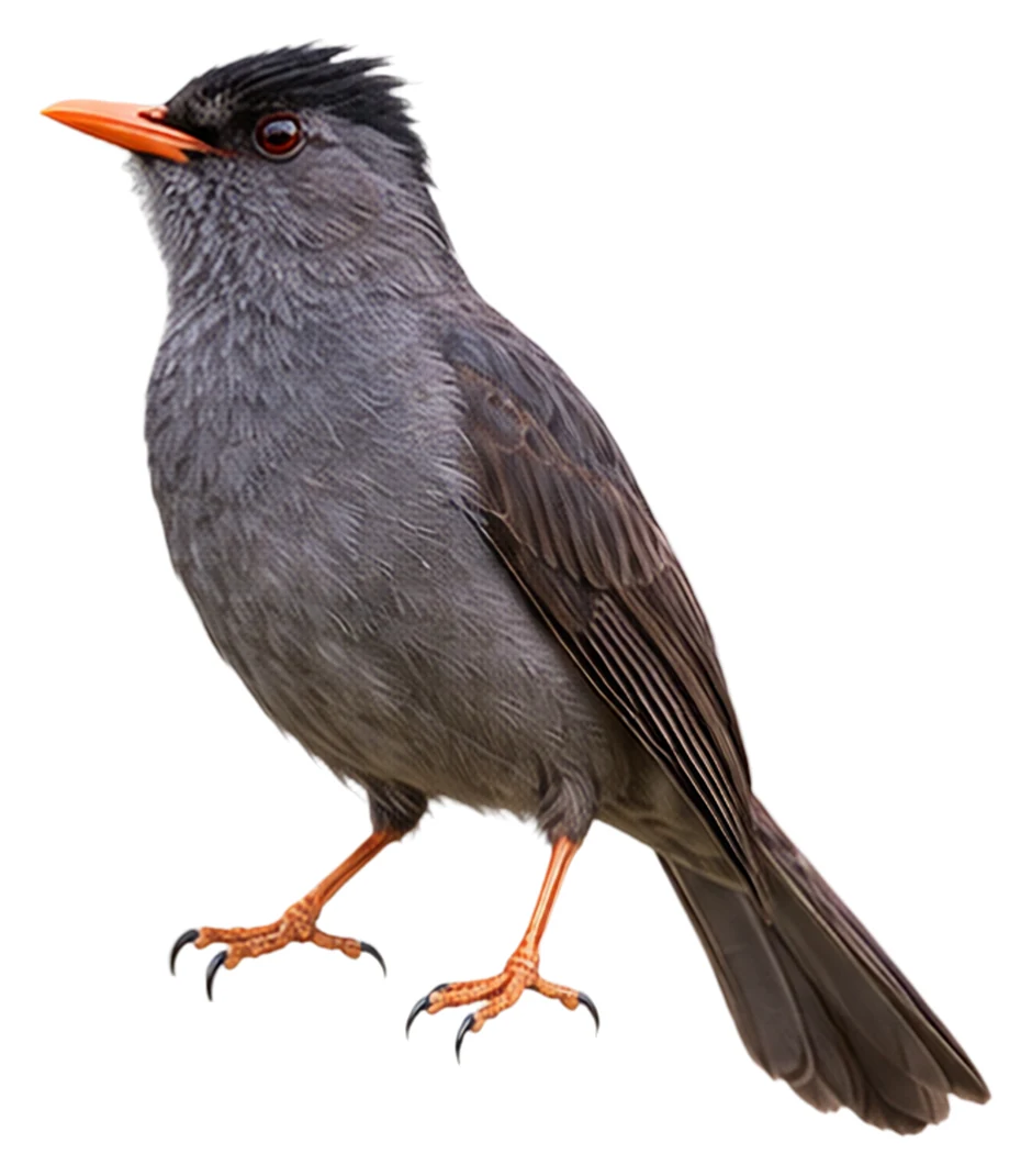 Malagasy Bulbul · Original color inspiration