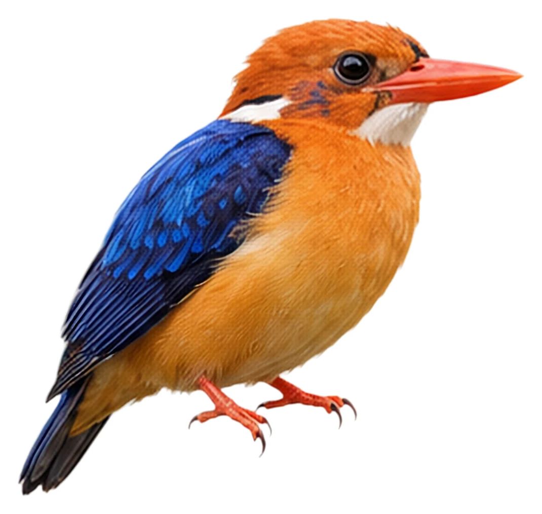 Manus Dwarf Kingfisher · Original color inspiration