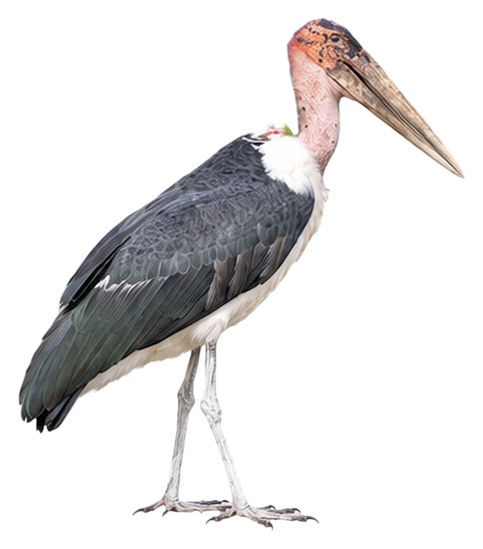 Marabou Stork · Original color inspiration