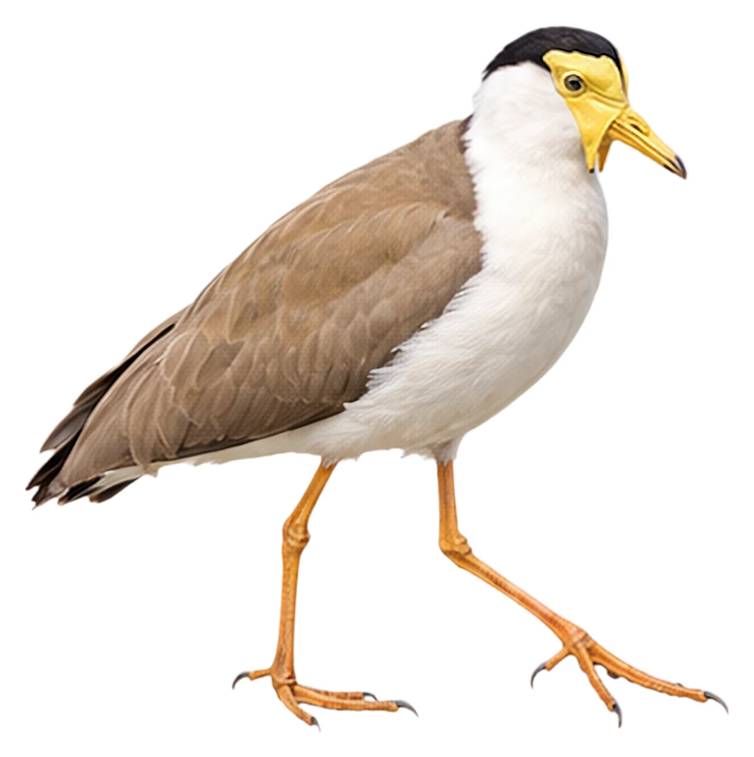 Masked Lapwing · Original color inspiration