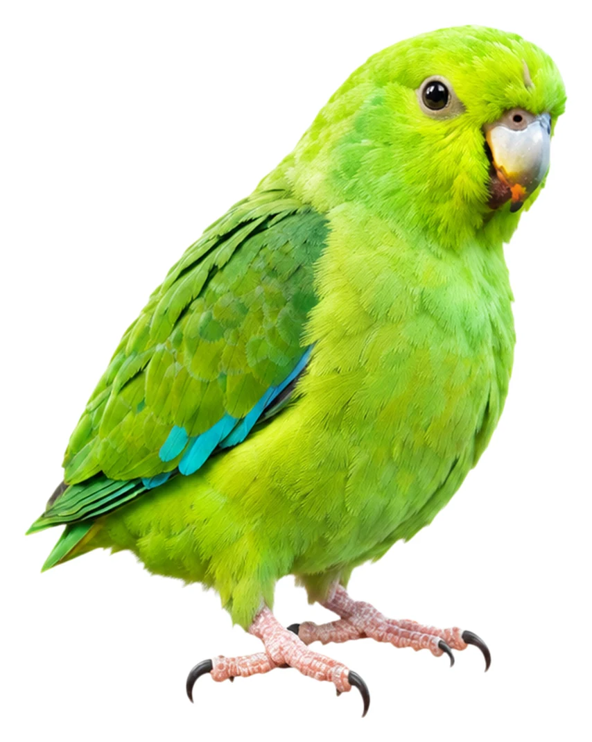 Mexican Parrotlet · Original color inspiration