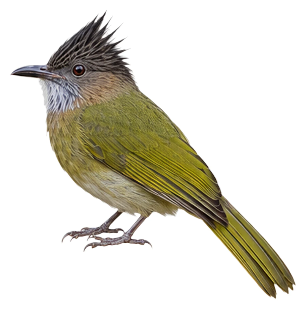 Mountain Bulbul · Original color inspiration