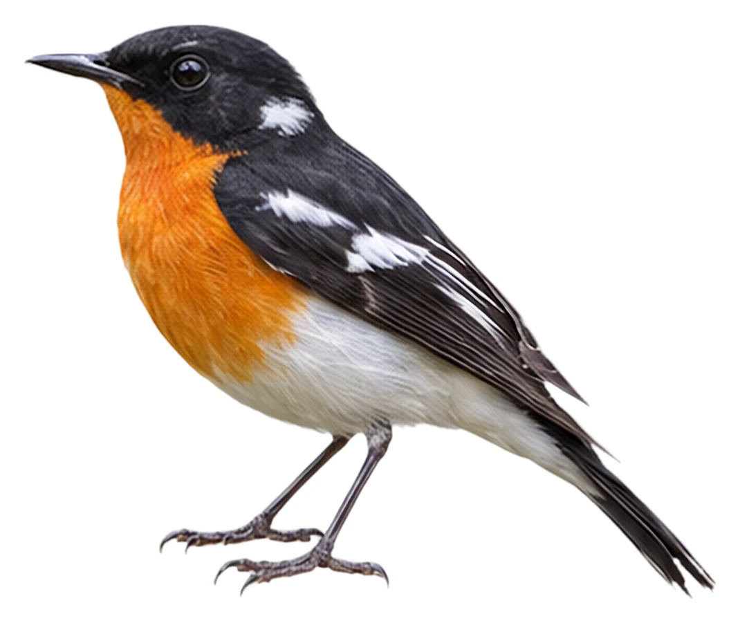 Mugimaki Flycatcher · Original color inspiration
