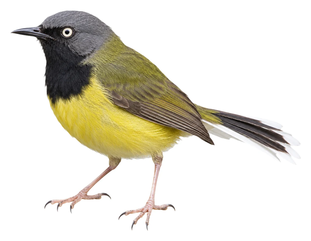 Namuli Apalis · Original color inspiration