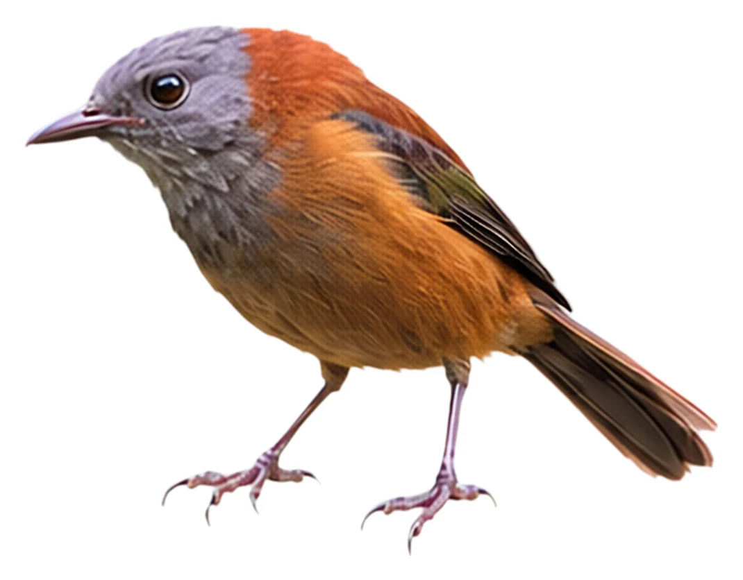 Northern Variable Pitohui · Original color inspiration