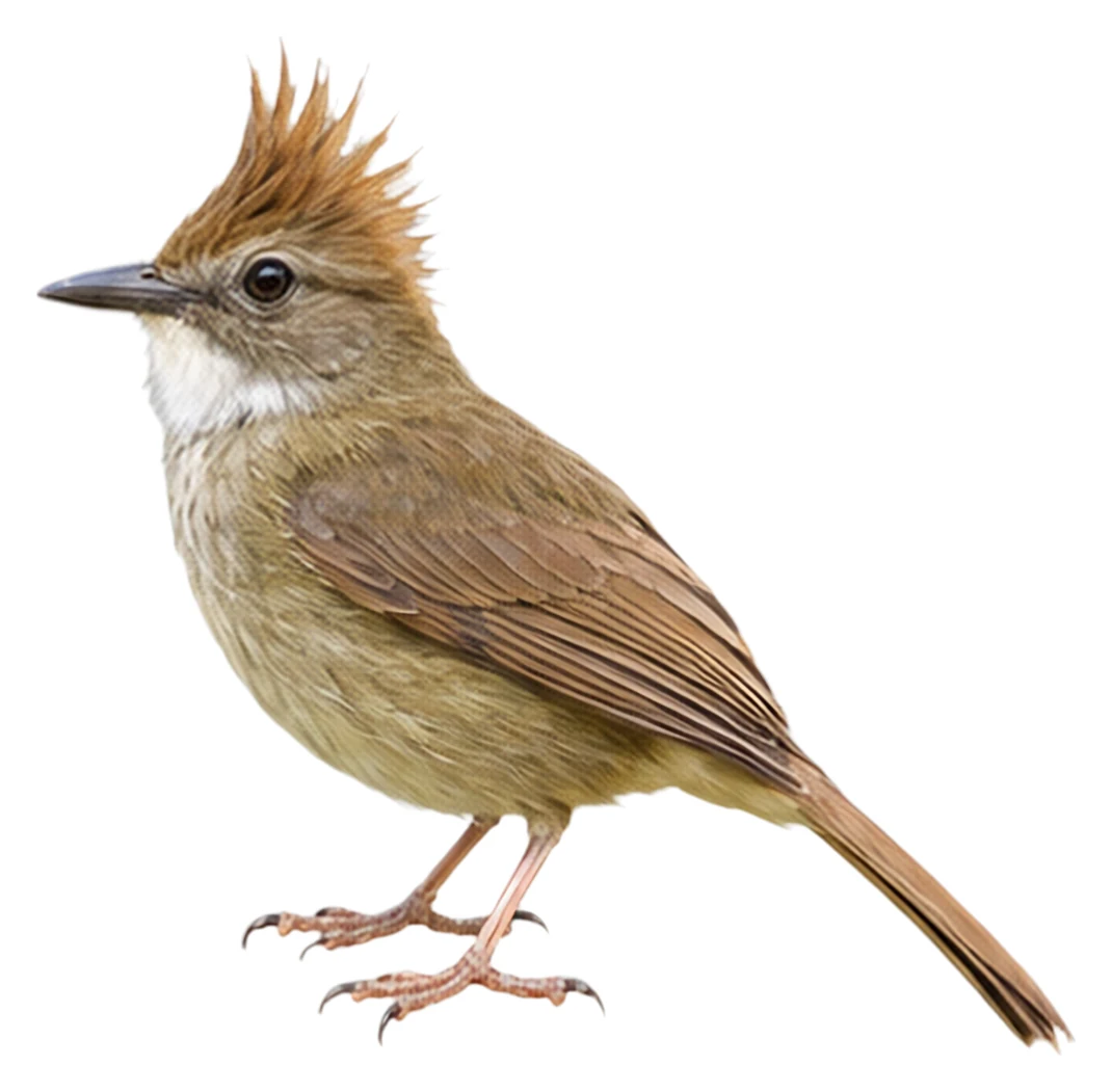 Ochraceous Bulbul · Original color inspiration