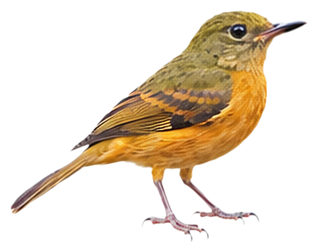 Ochre-bellied Flycatcher · Original color inspiration