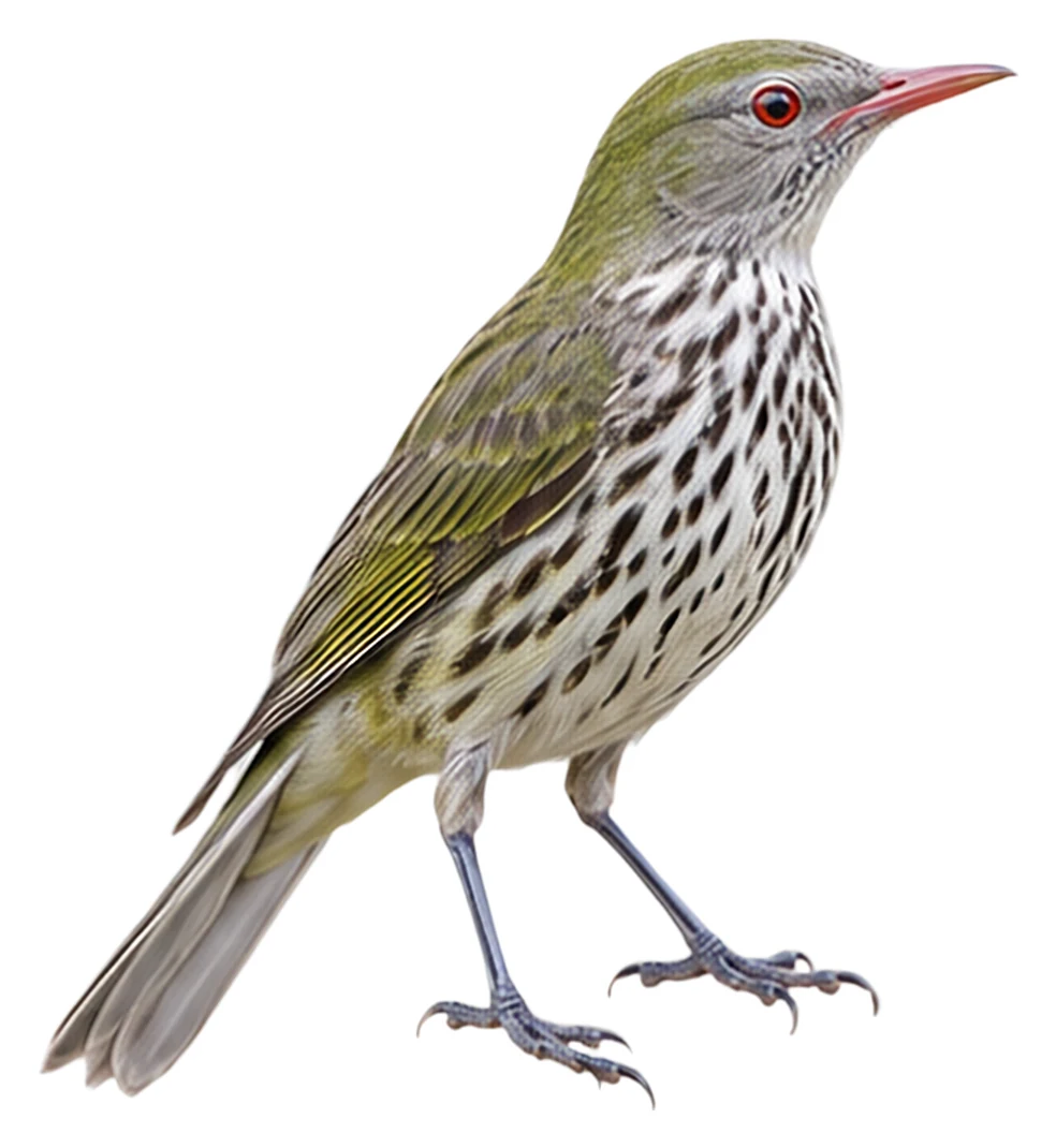 Olive-backed Oriole · Original color inspiration