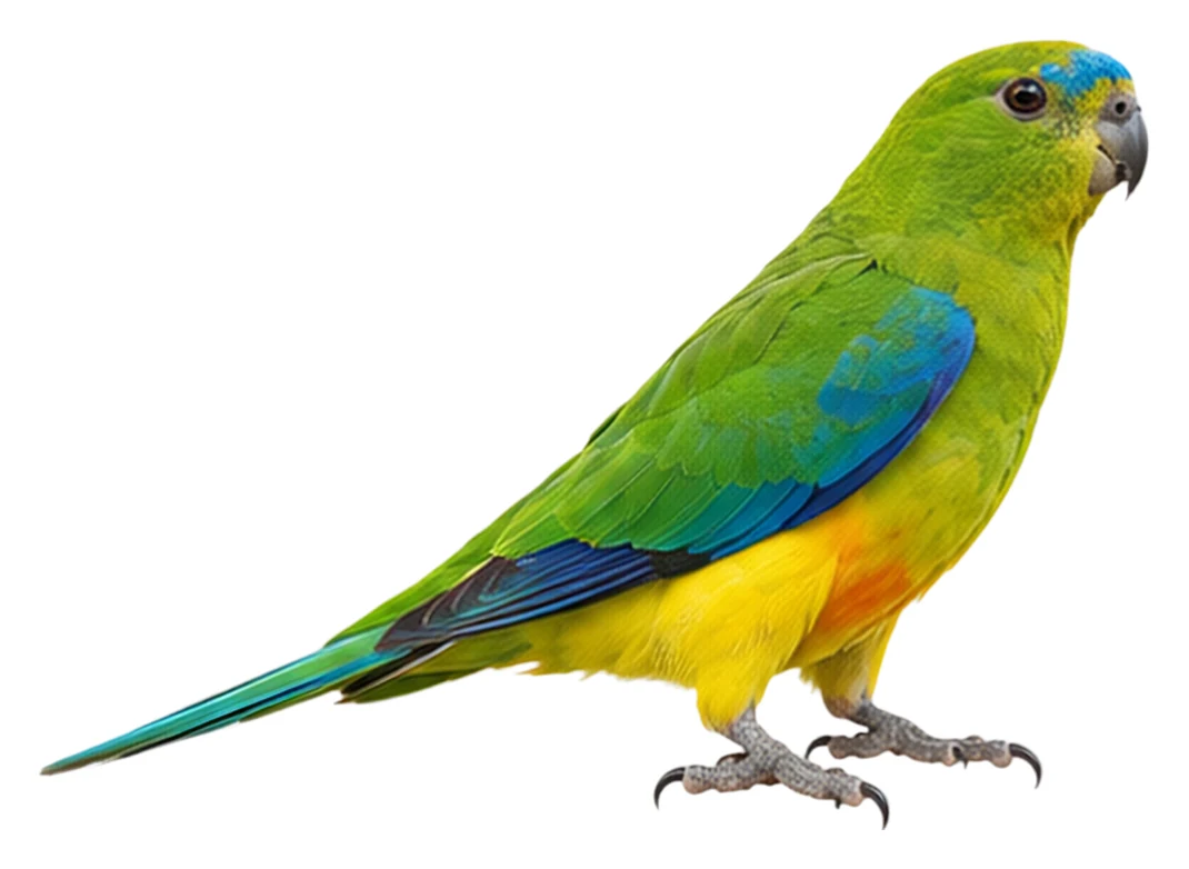 Orange-bellied Parrot · Original color inspiration