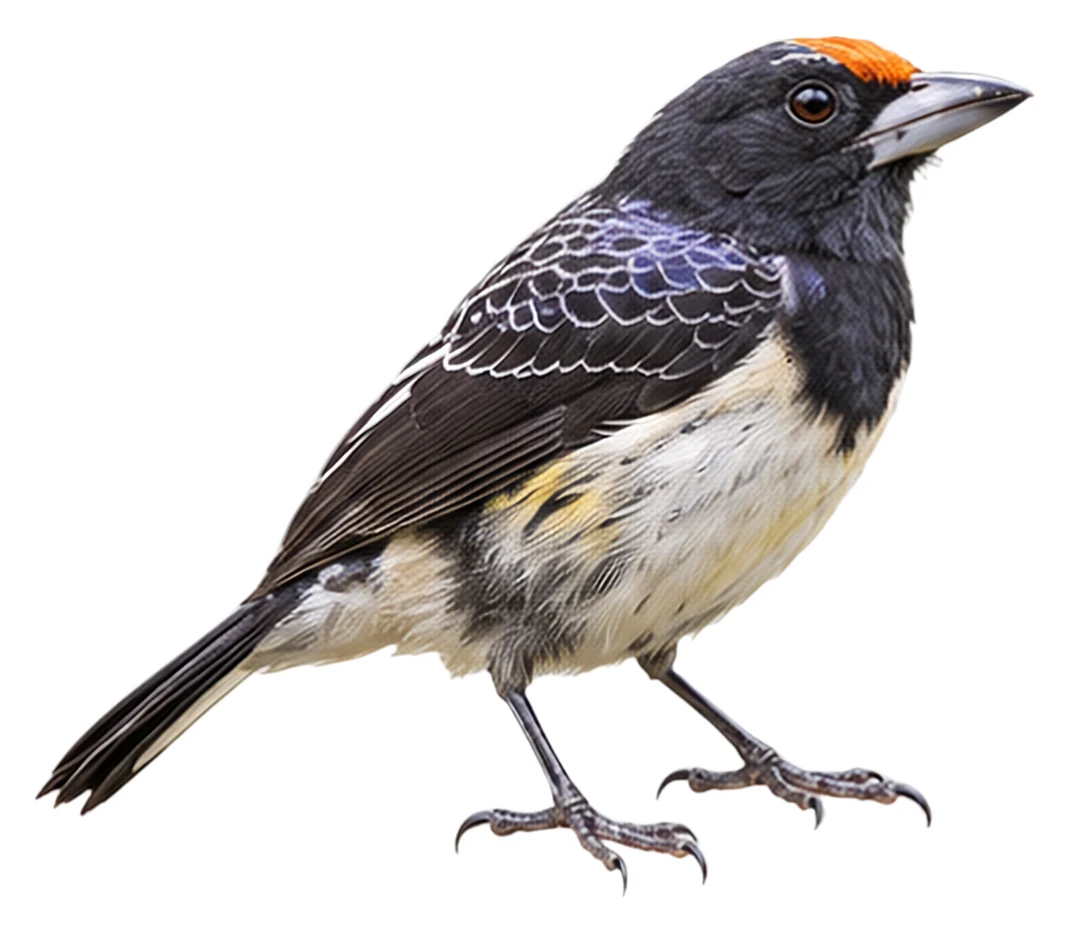 Orange-fronted Barbet · Original color inspiration