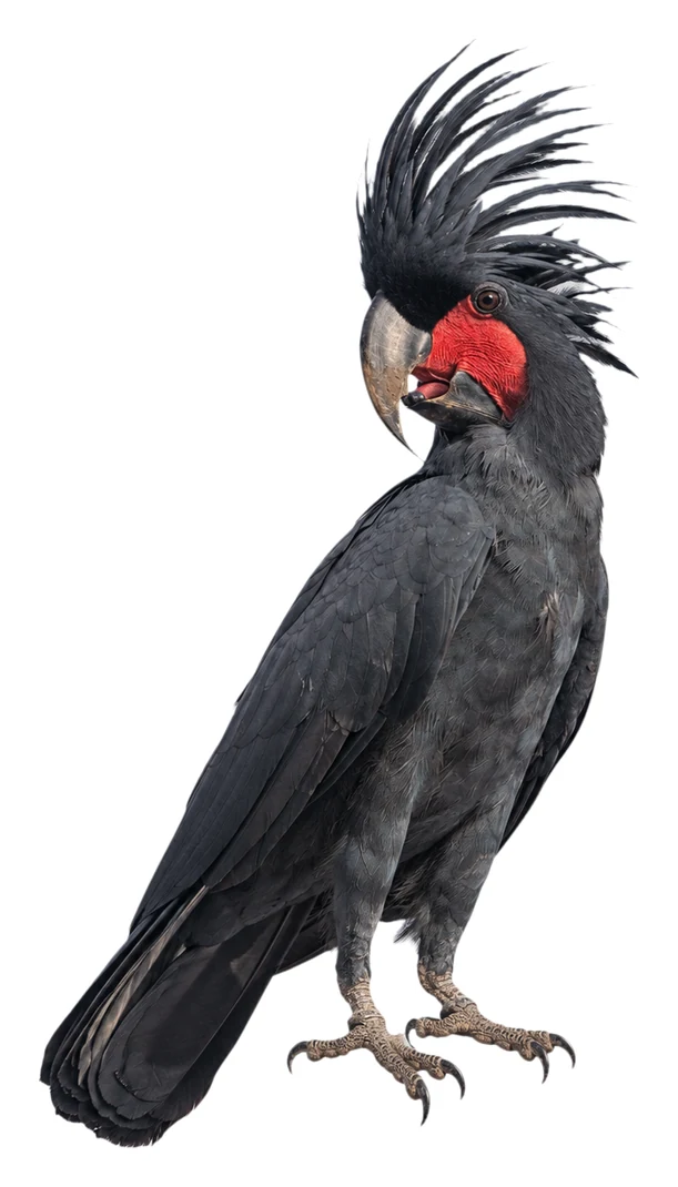 Palm Cockatoo · สีต้นฉบับ