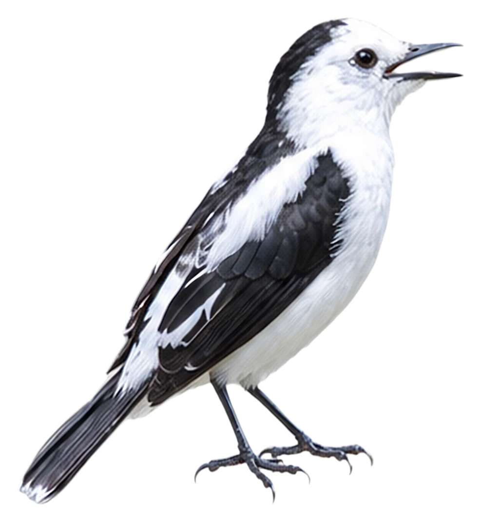 Pied Water Tyrant · Original color inspiration