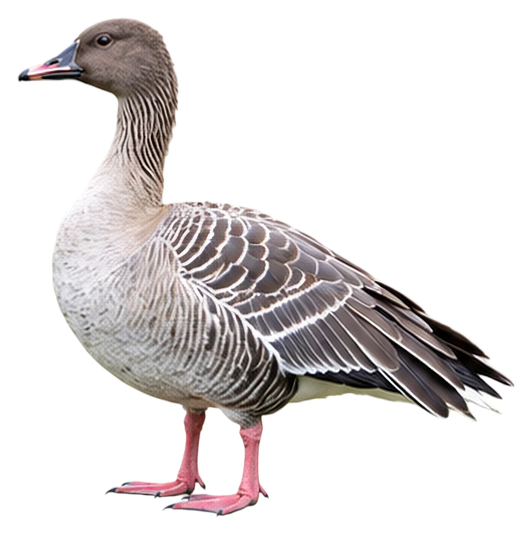 Pink-footed Goose · Original color inspiration