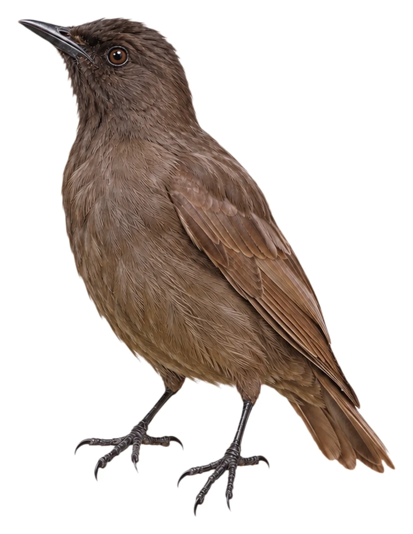 Pohnpei Starling · Original color inspiration