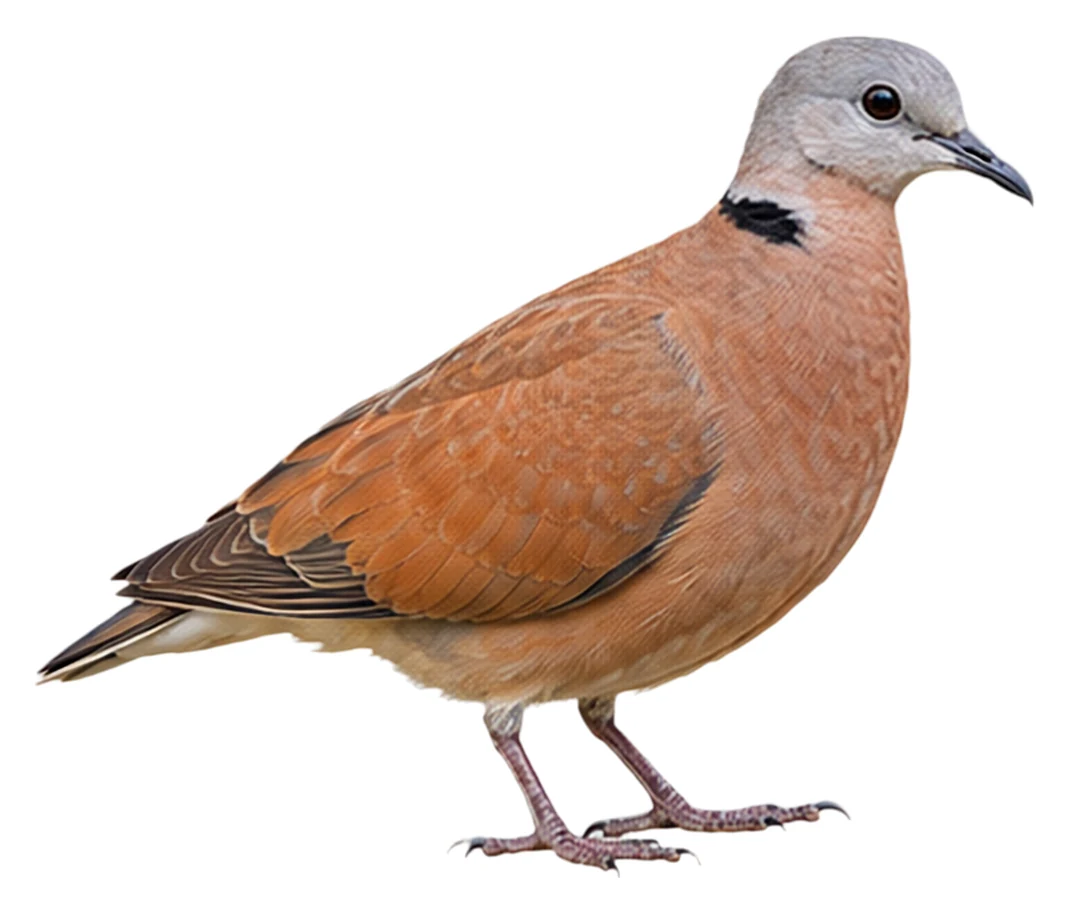 Red Collared Dove · Original color inspiration