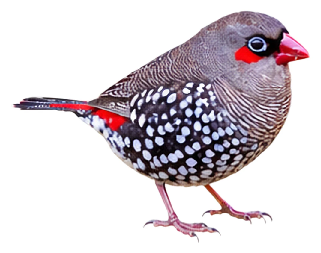 Red-eared Firetail · Original color inspiration