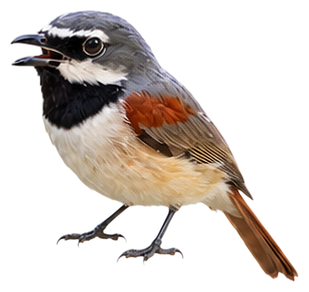 Red-tailed Vanga · Original color inspiration