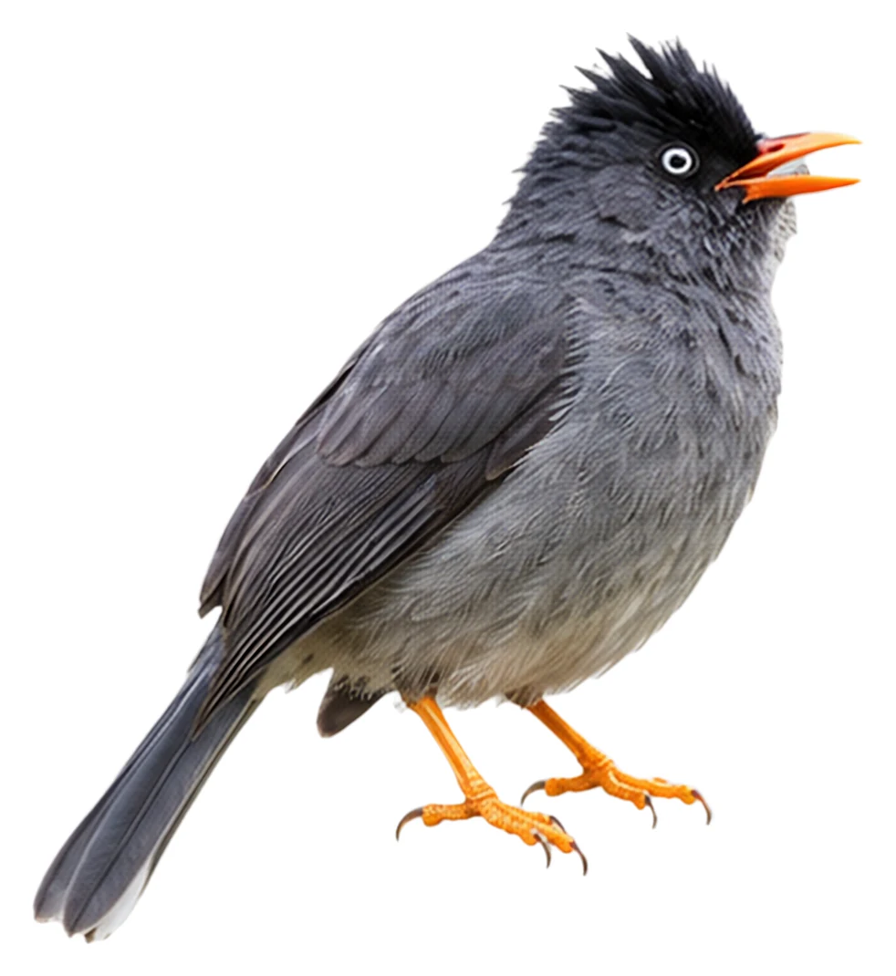 Reunion Bulbul · Original color inspiration