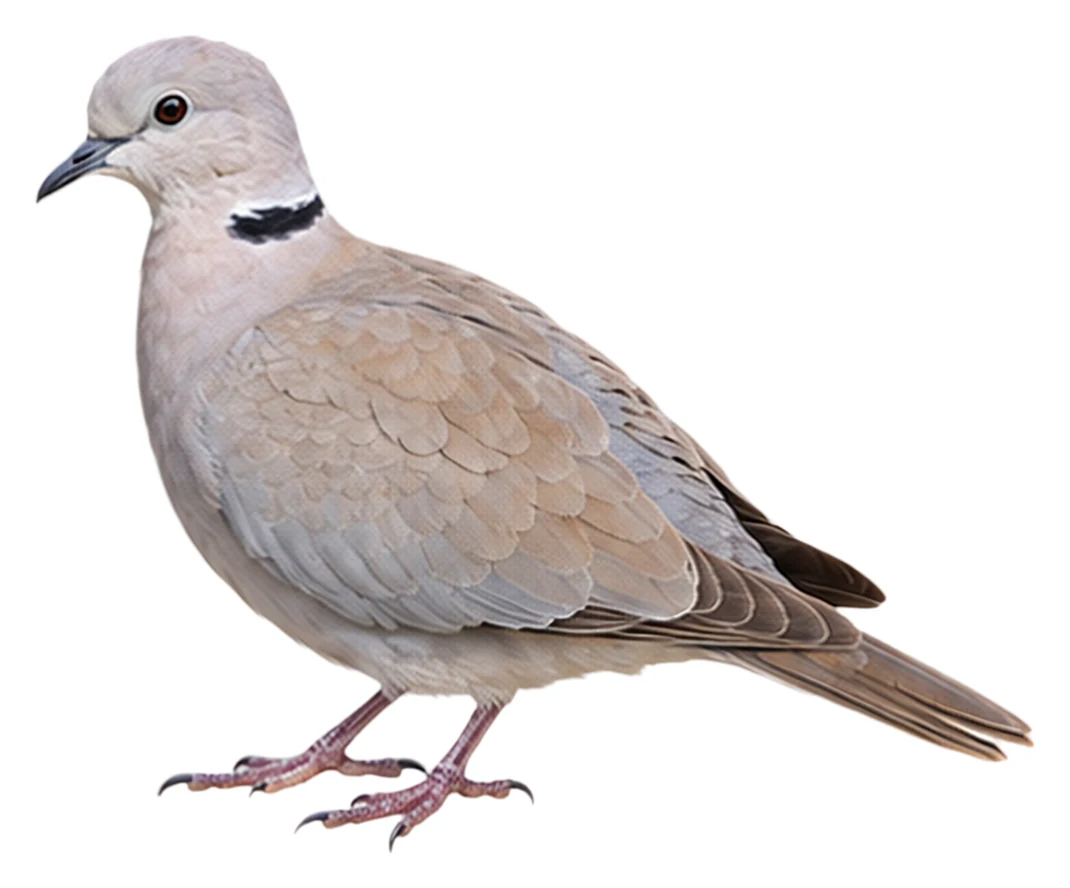 Ring-necked Dove · Original color inspiration