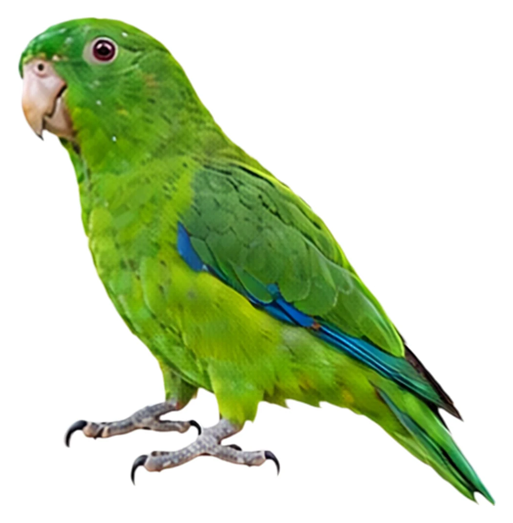 Riparian Parrotlet · Original color inspiration