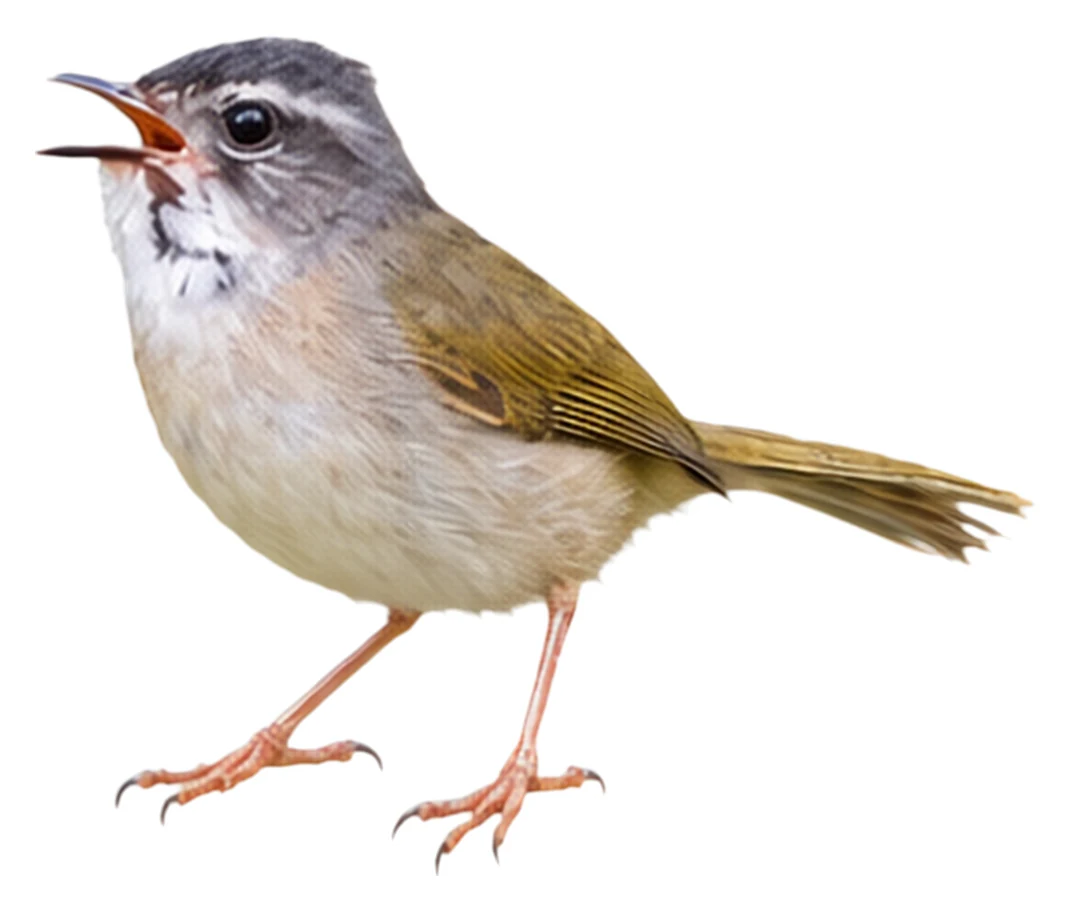 Riverbank Warbler · Original color inspiration