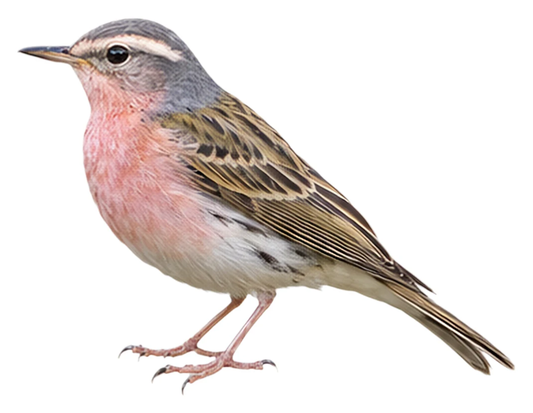 Rosy Pipit · Original color inspiration