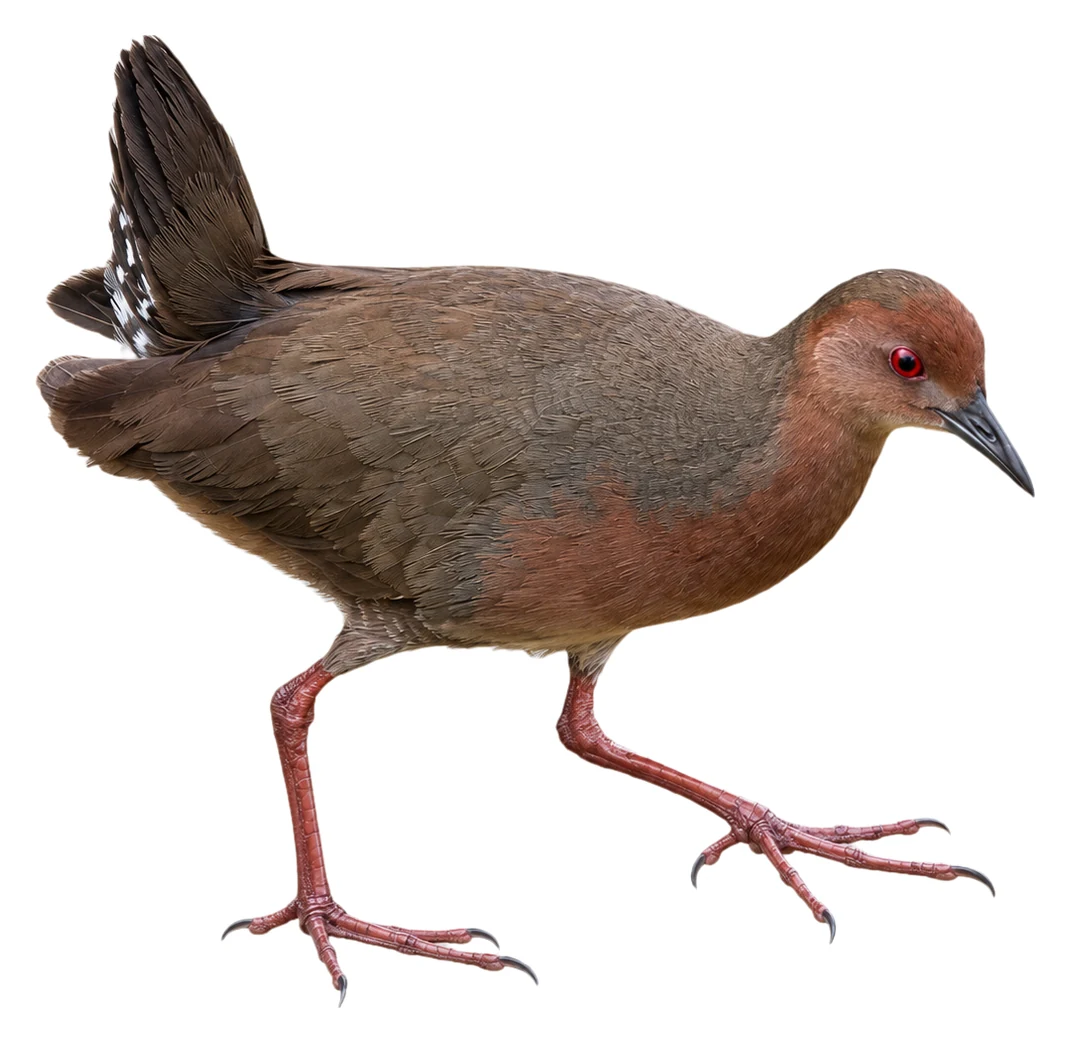 Ruddy-breasted Crake · Original color inspiration