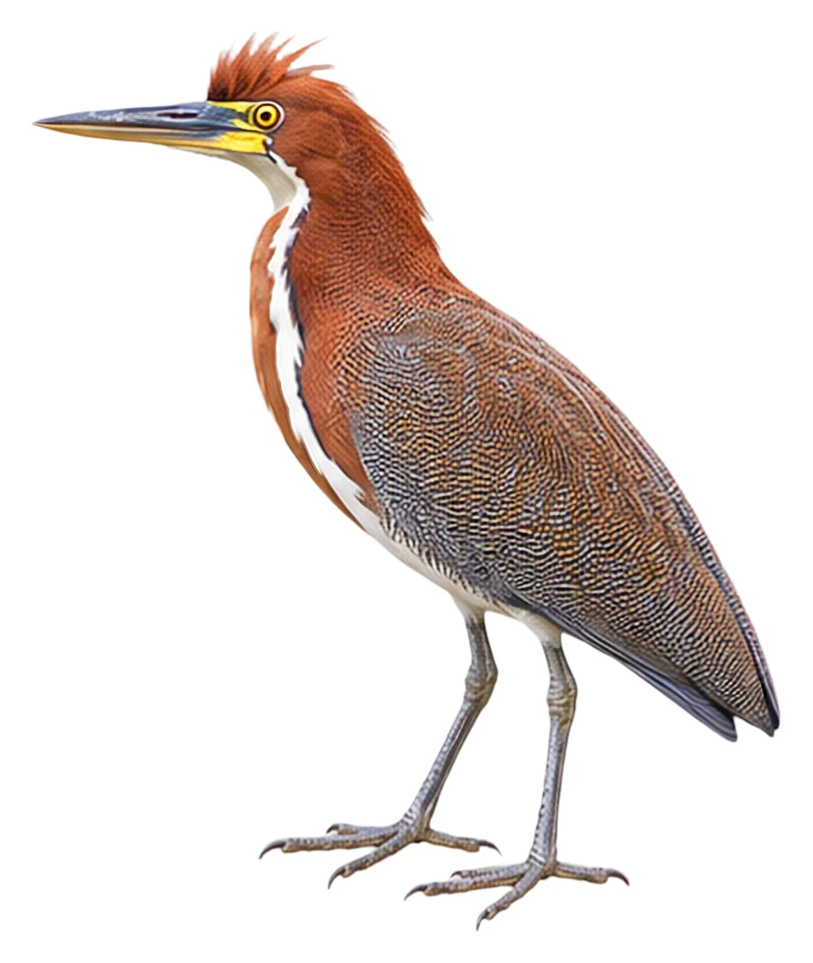 Rufescent Tiger Heron · Original color inspiration