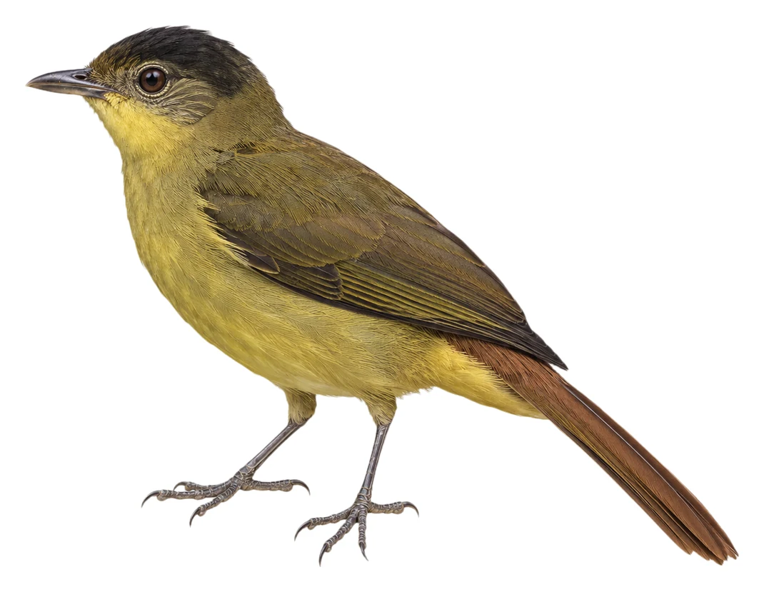 Sassi's Olive Greenbul · Original color inspiration
