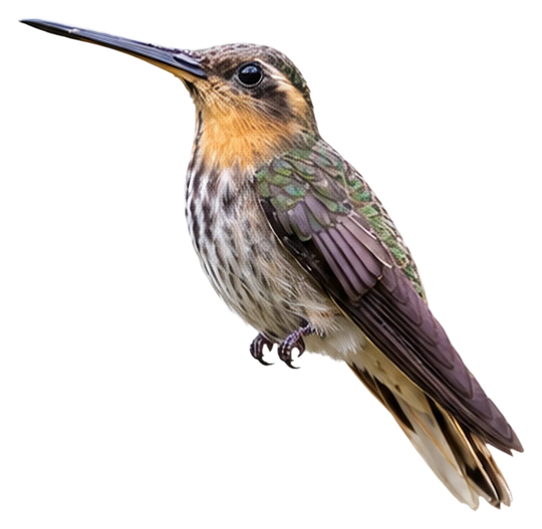 Saw-billed Hermit · Original color inspiration