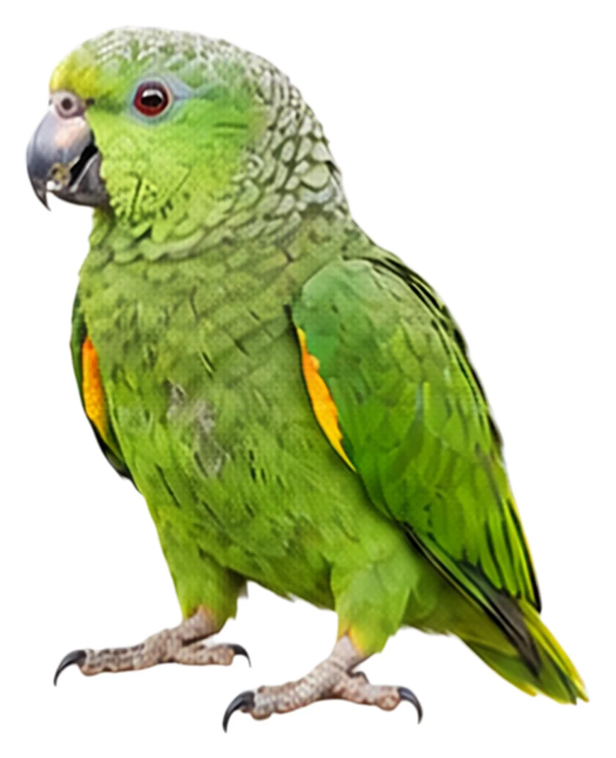 Scaly-naped Amazon · Original color inspiration