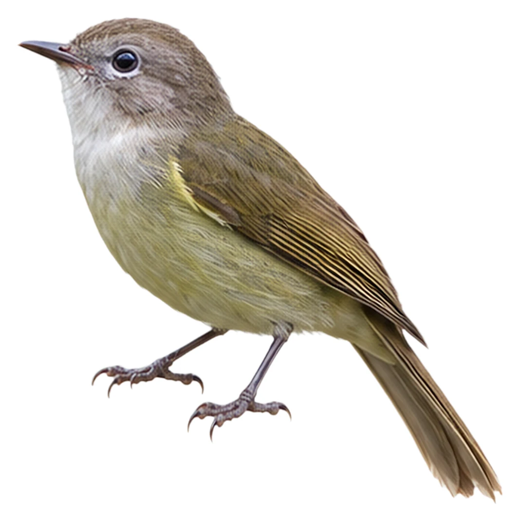 Sharpe's Greenbul · Original color inspiration