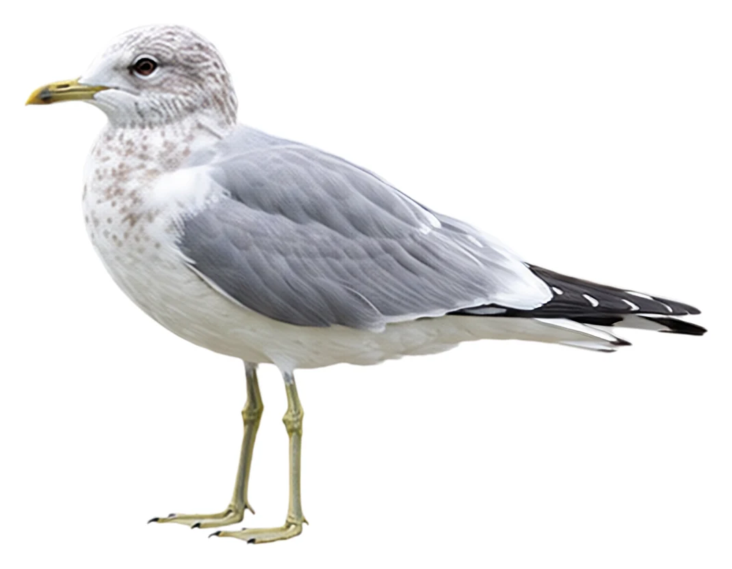 Short-billed Gull · Original color inspiration