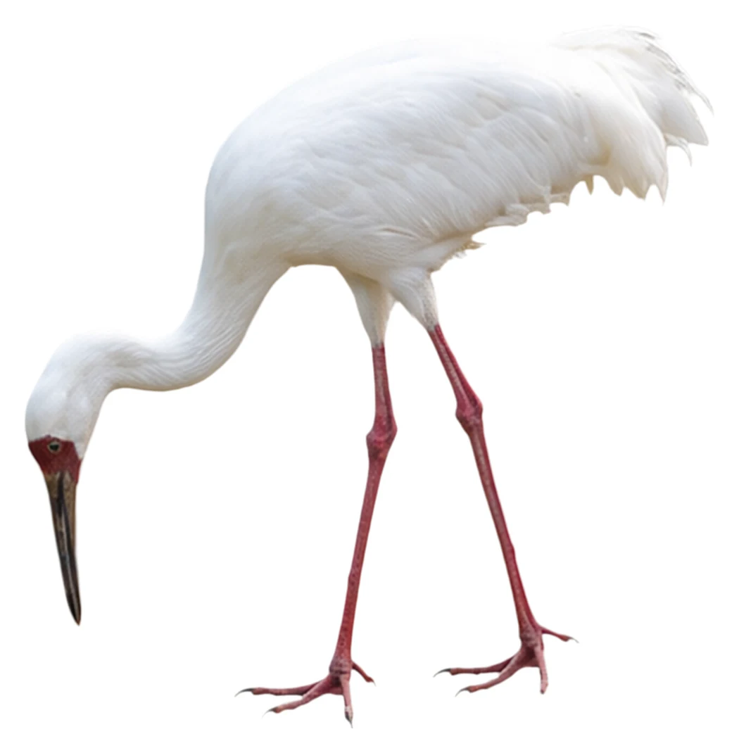 Siberian Crane · Original color inspiration