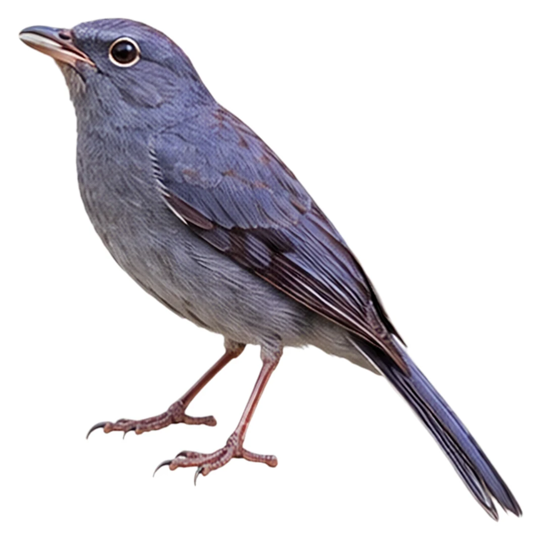 Slate-colored Solitaire · Original color inspiration
