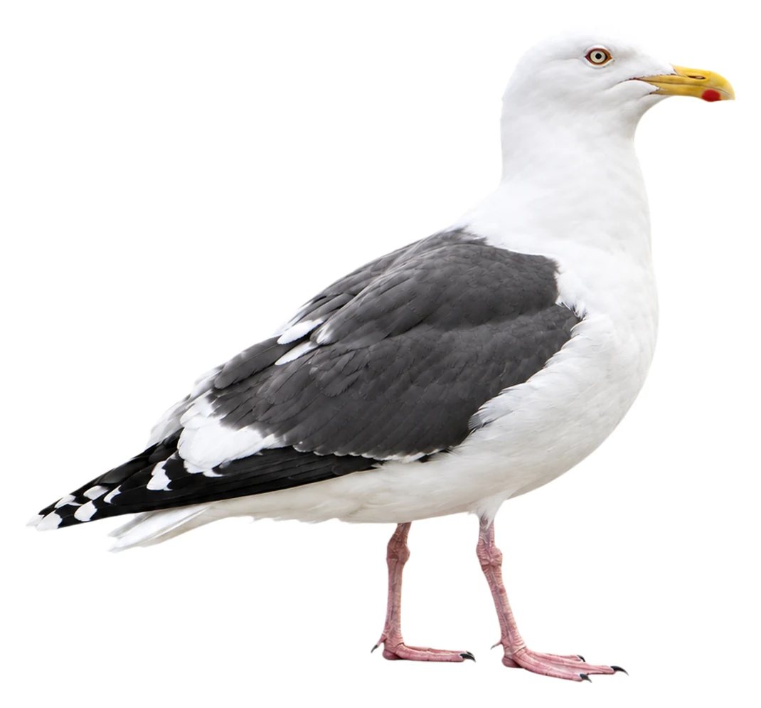 Slaty-backed Gull · Original color inspiration