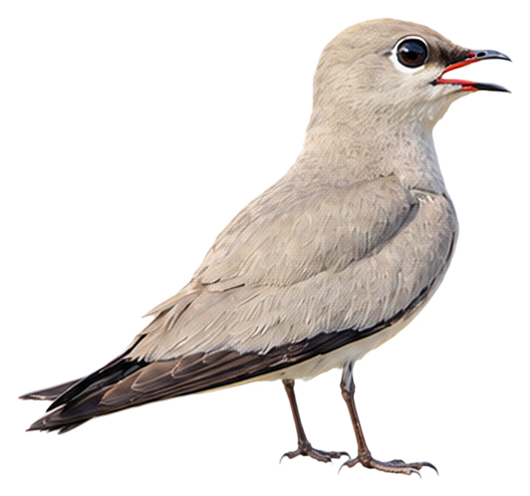 Small Pratincole · Original color inspiration