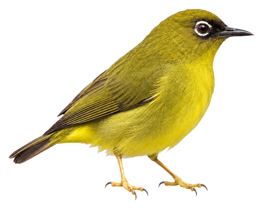 Solomons White-eye · Original color inspiration
