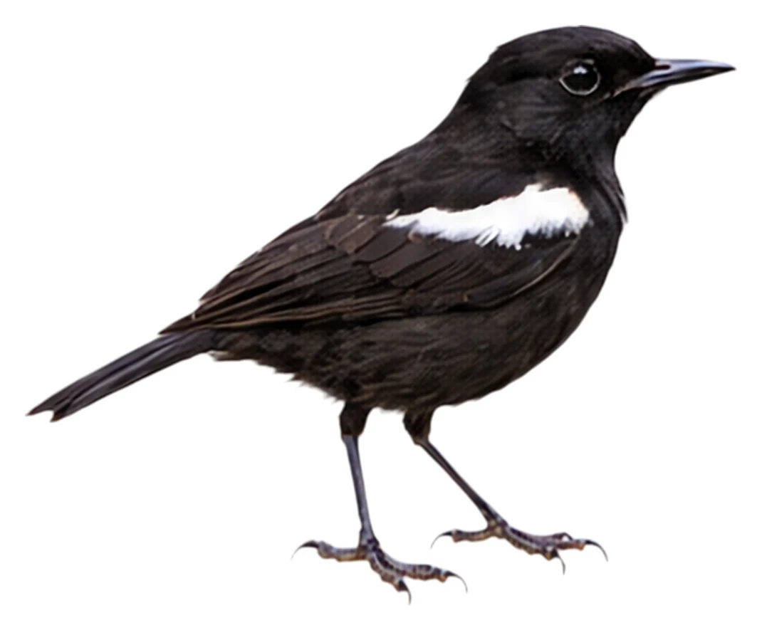 Sooty Chat · Original color inspiration