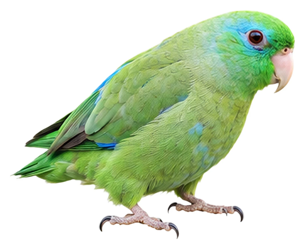 Spectacled Parrotlet · Original color inspiration