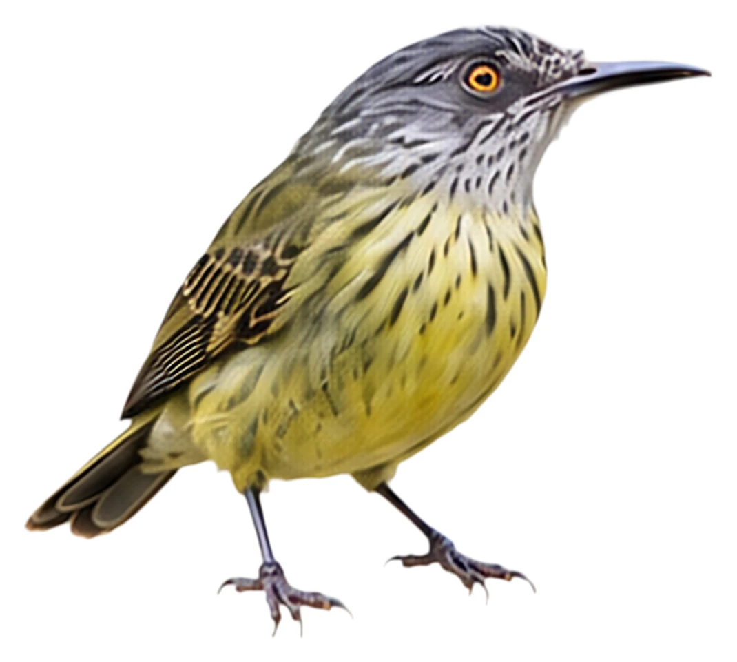 Spotted Tody-Flycatcher · Original color inspiration