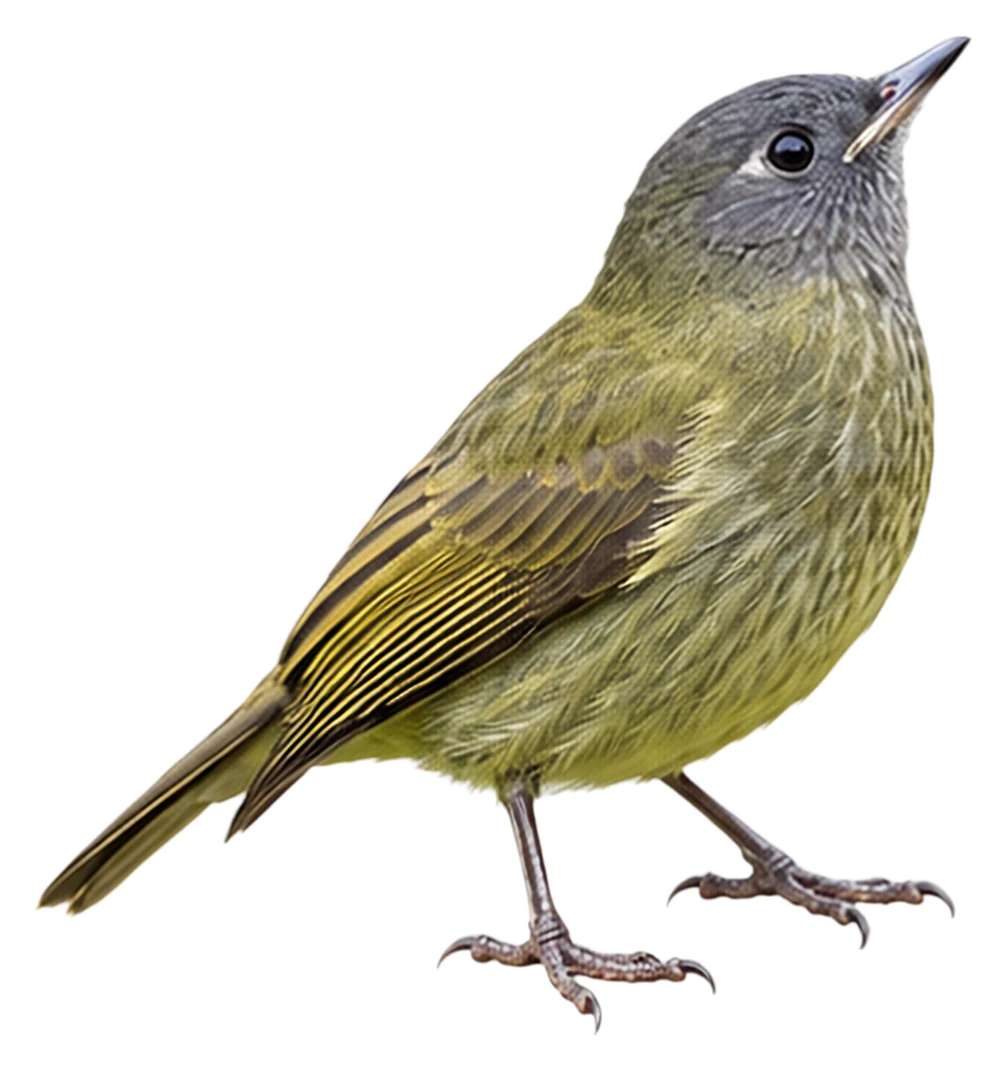 Streak-necked Flycatcher · Original color inspiration